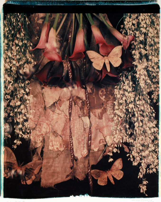 Ruby Moth III 2001 - 20x24 - $3200 Framed