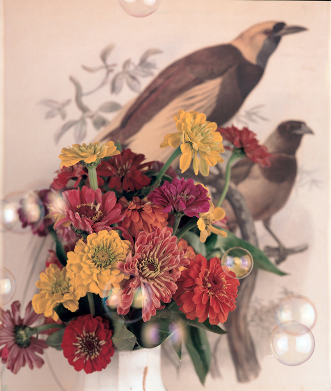 Zinnias and Birds of Paradise 2005 - 20x24 - $3200 Framed