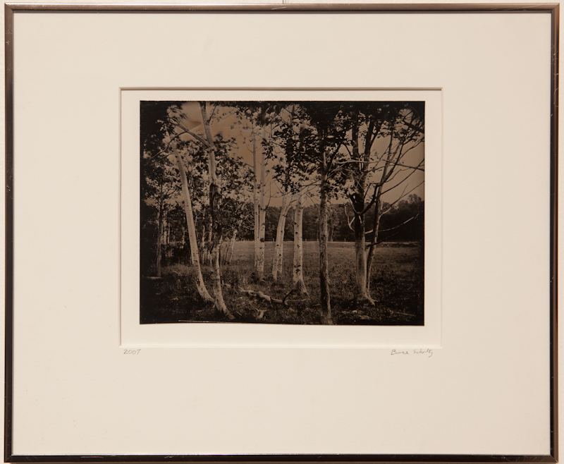 Birches - Tintype on Aluminum - $500