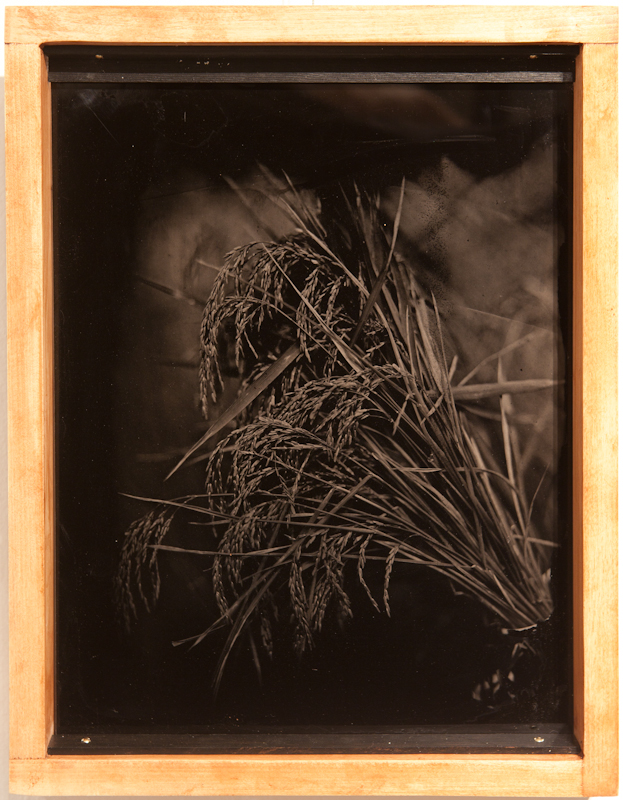 Medium-Grain Rice - Tintype on Aluminum - $500