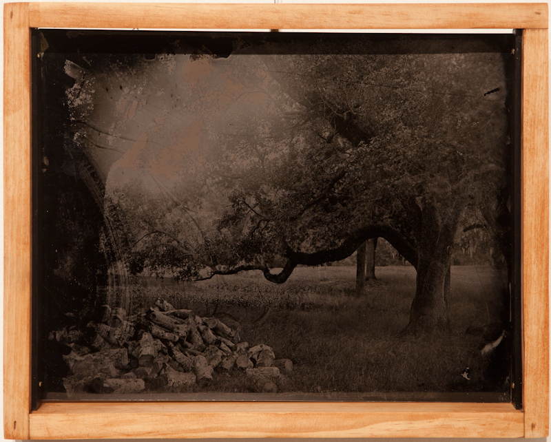 Oak with Firewood - Tintype on Aluminum - $500
