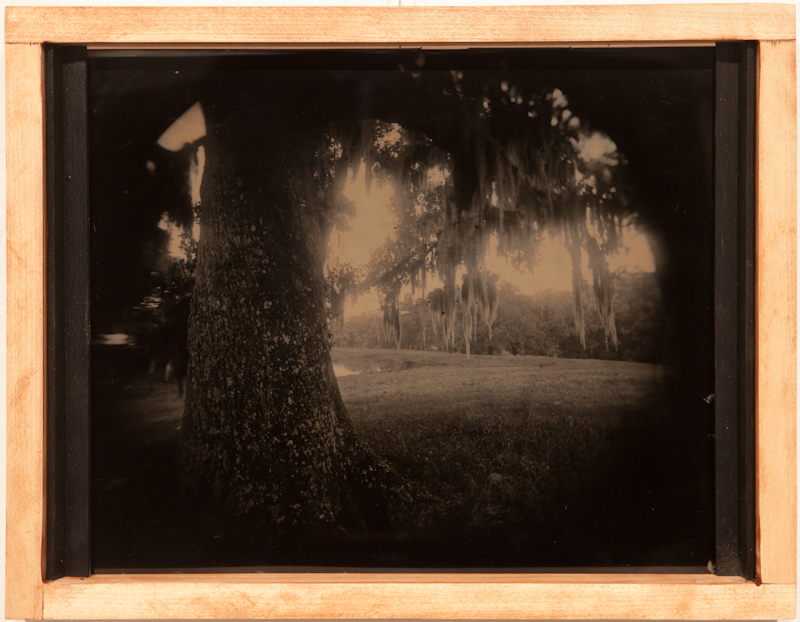 Oak with Moss - Tintype on Aluminum - $400