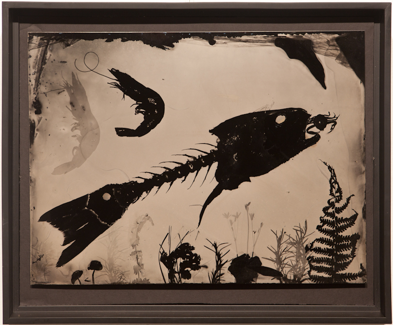 Redfish - Collodion Photogram on Aluminium - $500