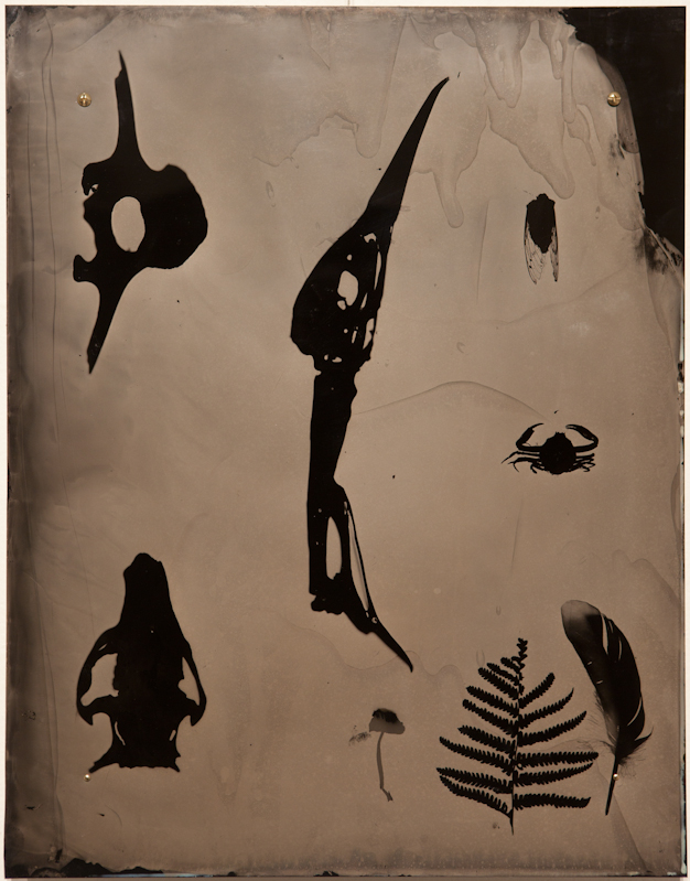Relics - Collodion Photogram on Aluminum - $500