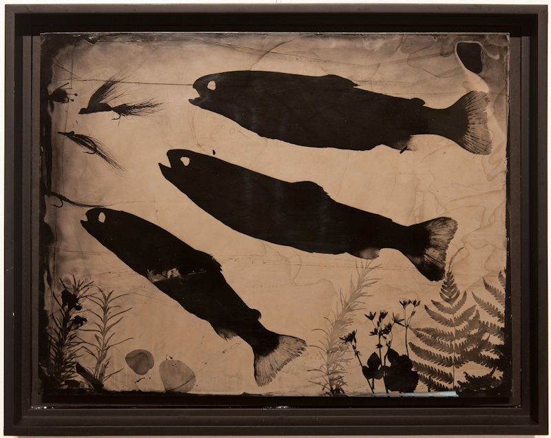 Rising Trout - Collodion photogram on aluminum - $500