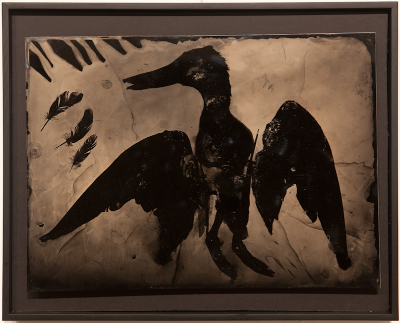 Spoonbill Duck - Collodion Photogram on Aluminum - $500
