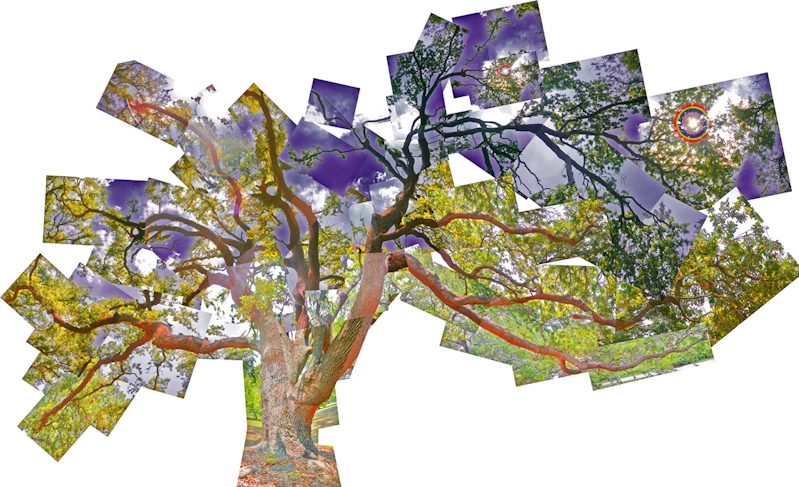 Green and Purple Audubon Oak Tree