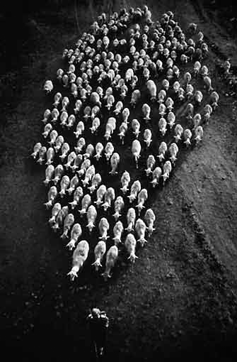 The Flock - 1991 - $2400