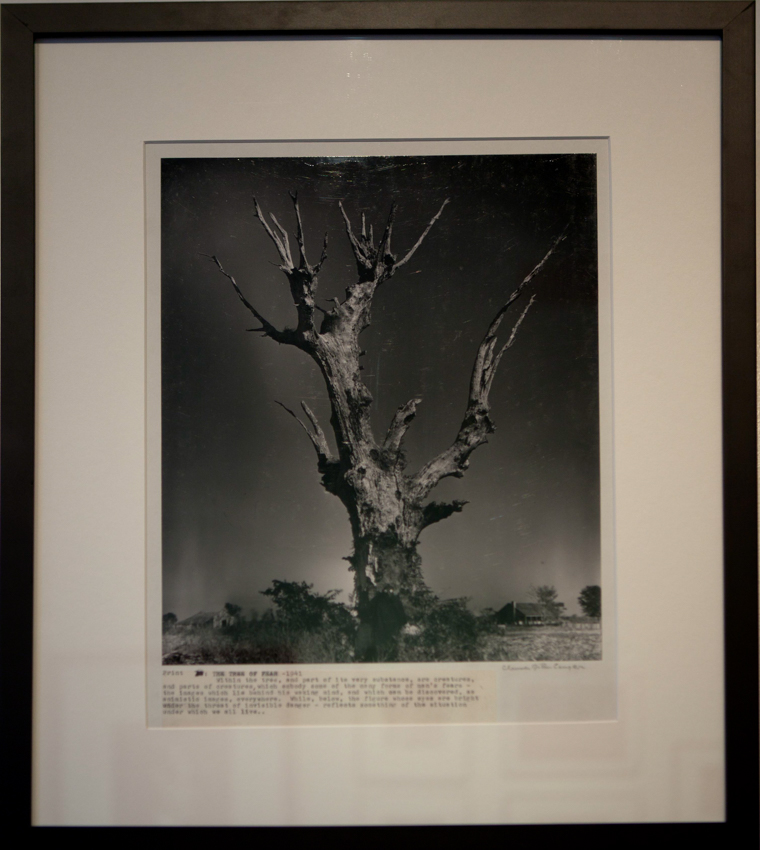 Clarence John Laughlin - Tree Of Fear - 10 x 7 1/4 - $5000