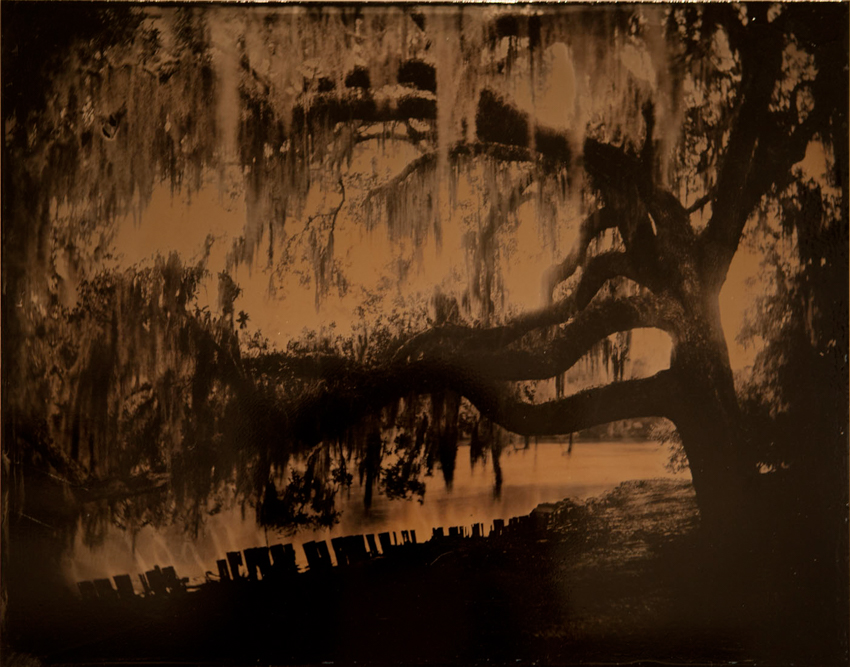 Bruce Schultz - Avery Island Oak - 11 x 13 3/4 - $500